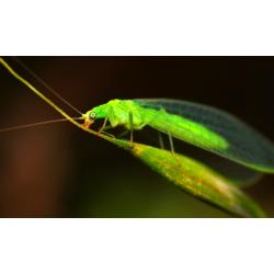 Green lacewing