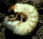 250 Mil. Heterorhabditis bacteriophora nematodes