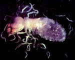 150 Million Nematodes mixed SC, HB, and SF.