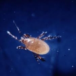 Fungus Gnat and Thrips Control - Hypoaspis miles (Stratiolaelaps scimitus)