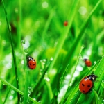 Fresh Healthy Ladybugs