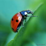Garden Insects Variety Pack