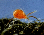 Spider Mite Control - Longipes