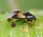 Pirate Bug (Orius insidiosus)