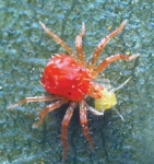 Spider Mite Predator- Amblyseius californicus