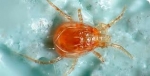 Spider Mite Control-Neoseiulus californicus predatory mite slow release
