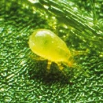 Spider Mite Control-Neoseiulus fallacis
