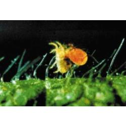 Phytoseiulus persimilis