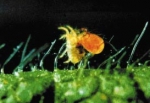Spider Mite Control - Persimilis