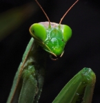 Praying Mantis - Tenodera aridifolia sinensis