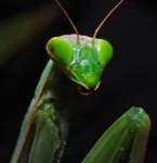 Praying Mantis - Tenodera aridifolia sinensis