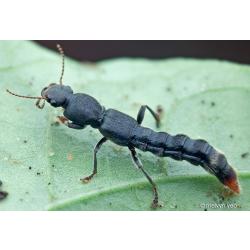 Rove beetle