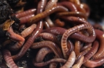 Red Wigglers Composting Worms
