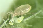 Amblyseius Swirskii- Fast Release predatory Mites 25,000 & 50,000