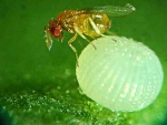 Trichogramma platneri wasps