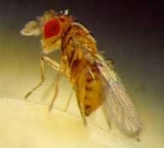 Trichogramma minutum wasps